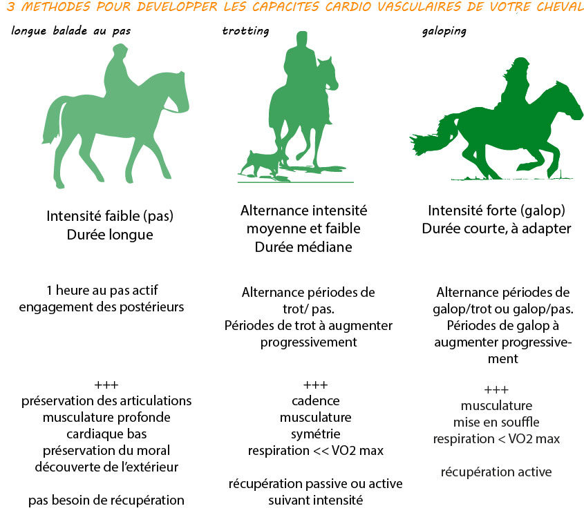 Le bien-être équin et le cheval de sport - Cheval Magazine